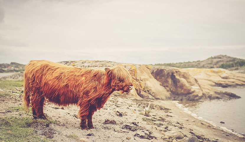 【Windows电脑版】完整安装的ddos攻击ip软件下载